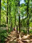 제14회 D-ECO 환경사진 공모전(스마트폰 분야) 입선 - 건강한 숲 걷기,강명구