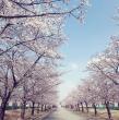 제15회 D-ECO 환경사진 공모전(스마트폰 분야) 입선 - 사랑의 벚꽃길,추연우